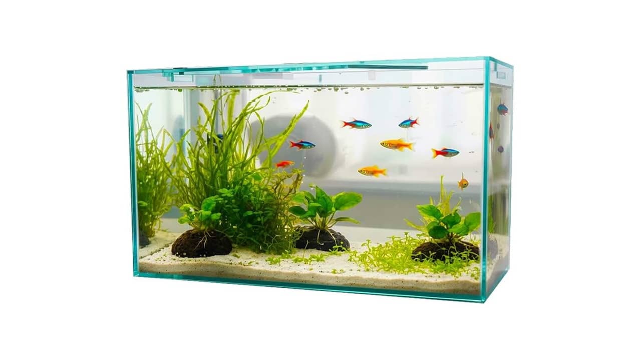 Aquário para Peixe Betta: As 10 Melhores Opções Decorativas e Compactas